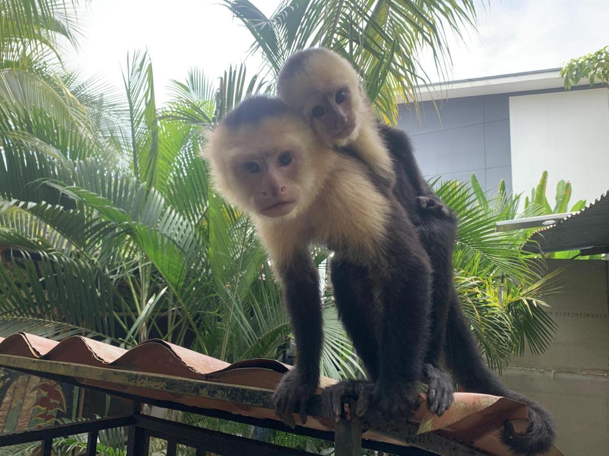 La Posada Jungle Hotel مانويل أنطونيو المظهر الخارجي الصورة