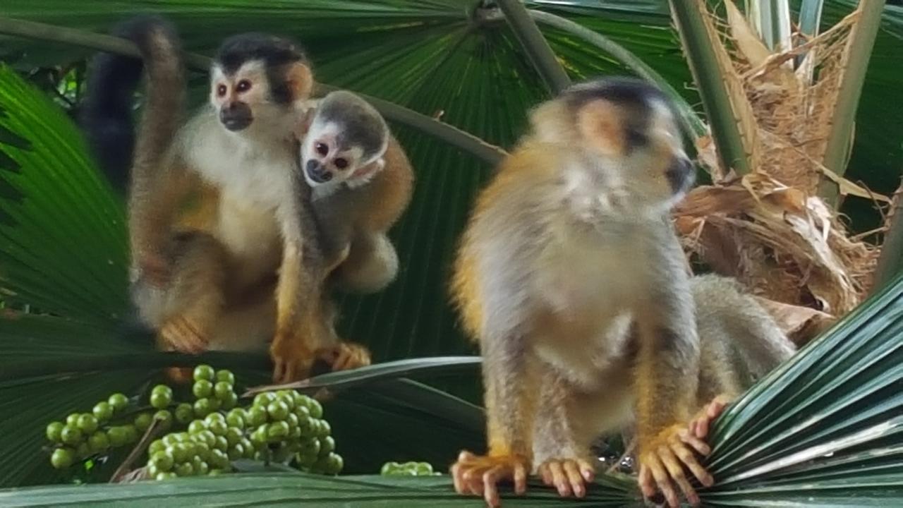 La Posada Jungle Hotel مانويل أنطونيو المظهر الخارجي الصورة